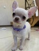 Szczenięta chihuahua na sprzedaż - 2