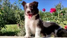 Wspaniały Pies FAZI - BORDER COLLIE z pełną dok. super rodzi - 4