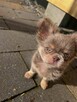 Szczenięta chihuahua na sprzedaż