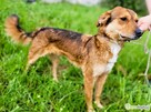 LEOŚ - super psiak marnuje się za kratami, ADOPTUJ - 2