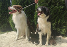 Wspaniały Pies FAZI - BORDER COLLIE z pełną dok. super rodzi - 9