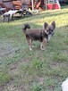 Chihuahua odchowany samczyk długowłosy oraz krótkowłosa suni - 3
