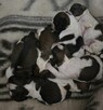 Szczeniaki Shih tzu rezerwacja - 3