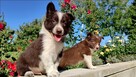 Wspaniały Pies FAZI - BORDER COLLIE z pełną dok. super rodzi