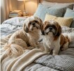 Szczeniaki Shih tzu rezerwacja - 5