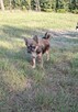 Chihuahua odchowany samczyk długowłosy oraz krótkowłosa suni - 2