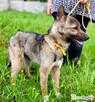 BONGO - wesoły psiak szuka najlepszego domu - 2