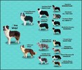 Wspaniały Pies FAZI - BORDER COLLIE z pełną dok. super rodzi - 6