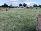 siano bele w stodole dla alpak, kóz, owiec, królików - ekstr - 6