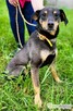 LUCUŚ - kochany psiak szuka dobrego domu - 2