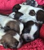 Szczeniaki Shih tzu rezerwacja - 2