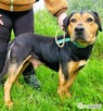 RAMBO - cudowny, łagodny przytulak szuka domu - 3