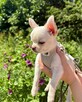 Szczenięta chihuahua na sprzedaż - 4