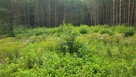 Działka budowlana 2559 m² w Karczewku, gmina Kiszkowo | WZ | - 7