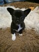 Chihuahua piękny czarny piesek pikselek - 4