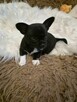 Chihuahua piękny czarny piesek pikselek - 6