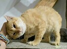 GOLDEN - kot, który wygrał życie szuka najlepszego domu - 3