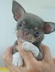 Śliczny Liliowy Chihuahua Rezerwacja