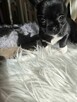 Chihuahua piękny czarny piesek pikselek - 7