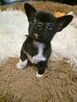 Chihuahua piękny czarny piesek pikselek - 5