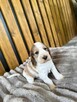 Cocker Spaniel Angielski - 7
