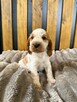 Cocker Spaniel Angielski - 6