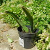 Sukulent Stapelia grandiflora włochate kwiaty - 12