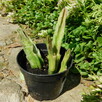 Sukulent Stapelia grandiflora włochate kwiaty - 11