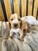 Cocker Spaniel Angielski - 5