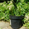 Sukulent Stapelia grandiflora włochate kwiaty - 4