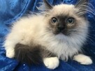 Rodowodowe kocięta Ragdoll - 2