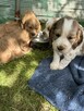 Cocker Spaniel Angielski - 10