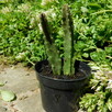Sukulent Stapelia grandiflora włochate kwiaty - 8