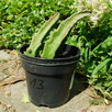 Sukulent Stapelia grandiflora włochate kwiaty - 2
