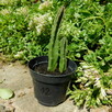 Sukulent Stapelia grandiflora włochate kwiaty - 3