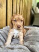 Cocker Spaniel Angielski - 4