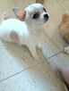 Biało-Beżowy Cudowny Chihuahua