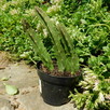 Sukulent Stapelia grandiflora włochate kwiaty - 5