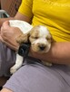 Cocker Spaniel Angielski - 8