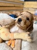 Cocker Spaniel Angielski - 2