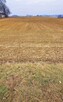 Działka budowlana Miłocin gm. Wojciechów - 2
