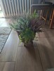 OKAZJA Wrzos w doniczce na balkon, taras, cmentarz - 2