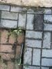 Usługi brukarskie - 5