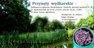 Żywe przynęty wędkarskie - sprzedam - 2