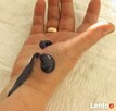 Pijawki Ślask Hirudoterapia Gabinet Naturoterapii - 1