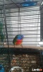 Łąkówka Wspaniała ( Neophema splendia ) - 2