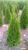 Thuja Tuja SMARAGD 130-140 cm. 25zł/szt NAJTANIEJ PROMOCJA - 3