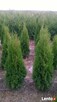 Thuja Tuja SMARAGD 130-140 cm. 25zł/szt NAJTANIEJ PROMOCJA - 4