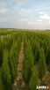 Thuja Tuja SMARAGD 180 + cm. 50zł/szt NAJTANIEJ PROMOCJA - 3