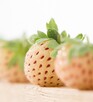 sadzonki truskawki Pineberry - truskawka ananasowa - 1